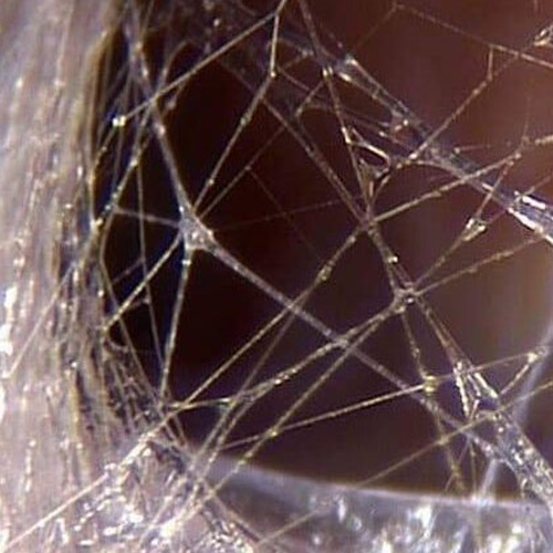 Fascia